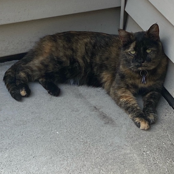 My four-legged children! 😉 - Picture 9 of 10